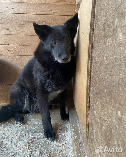 Старенькой собаке нужна помощь