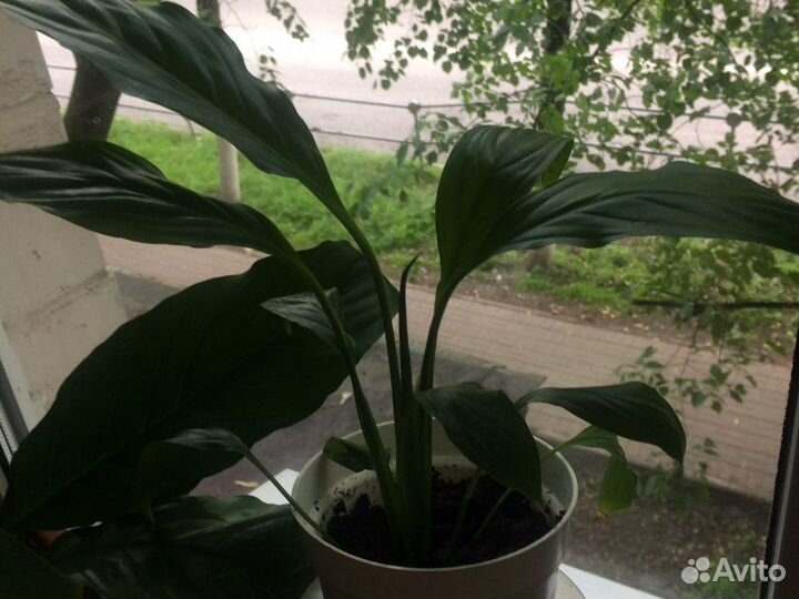 Спатифилум