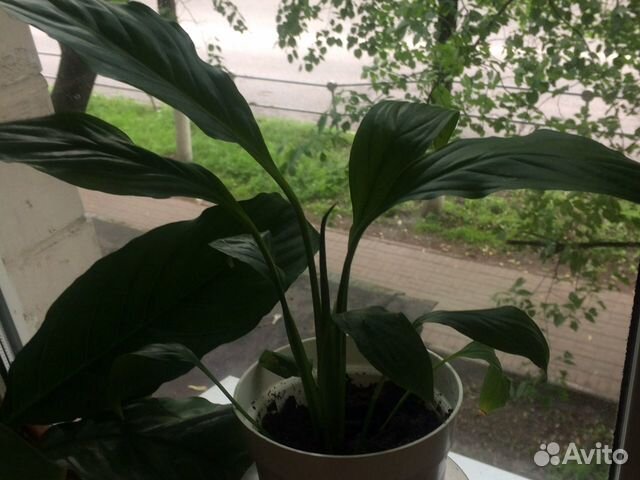 Спатифилум