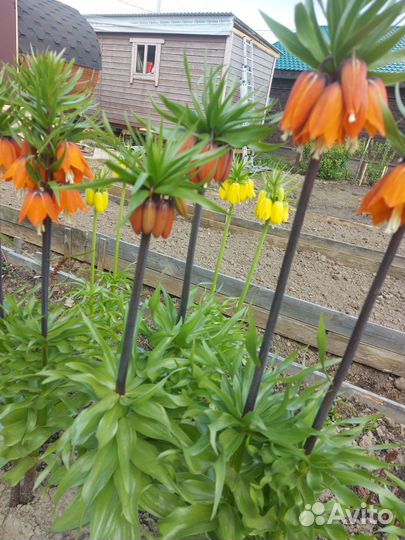 Рябчик императорский