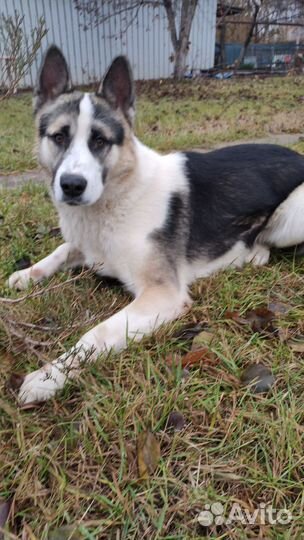 Овчарка+маламут