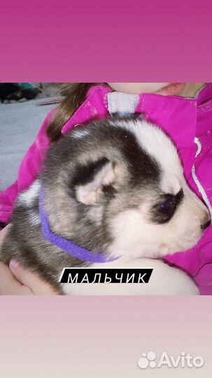 Щенки сибирской хаски