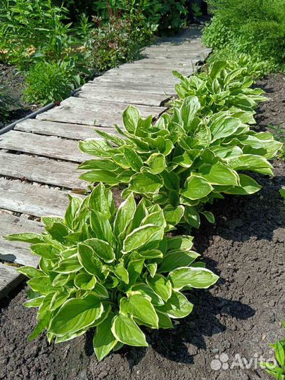 Хоста растение