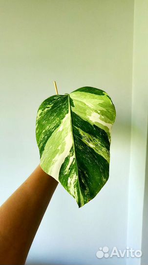 Монстера альба вар