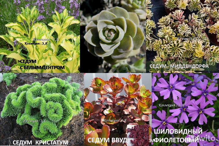 Седумы, Очитки Молодило Камнеломки Доставка Почтой