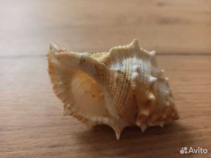 Морская раковина