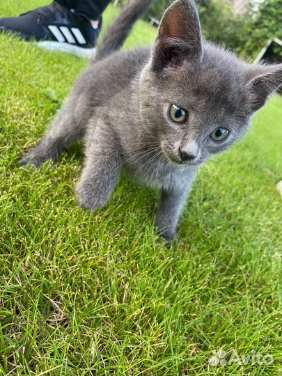 Котята в дар бесплатно