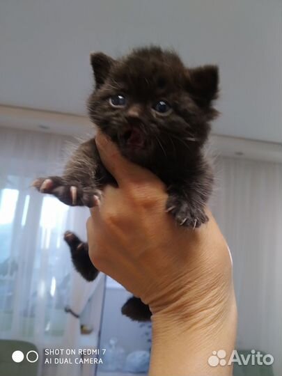 Кошка