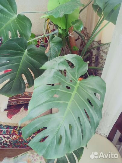 Монстера, герань, фикус на фото