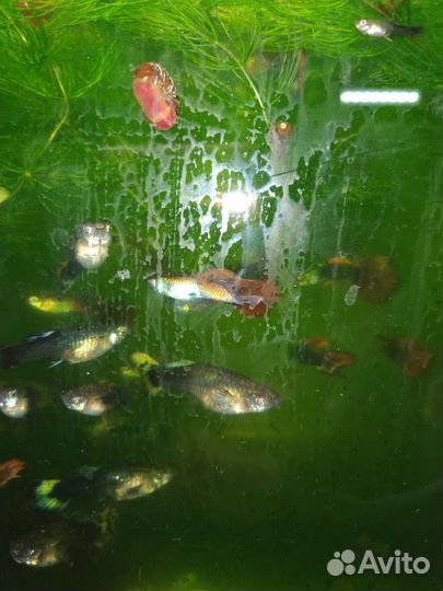 Рыбки Гуппи