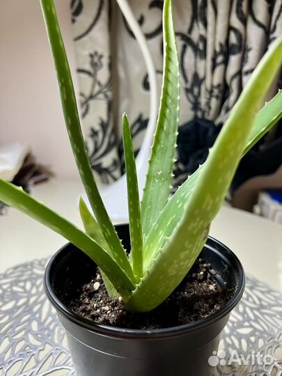 Алое вера растение