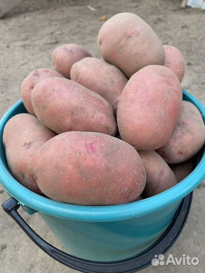 Продам картофель