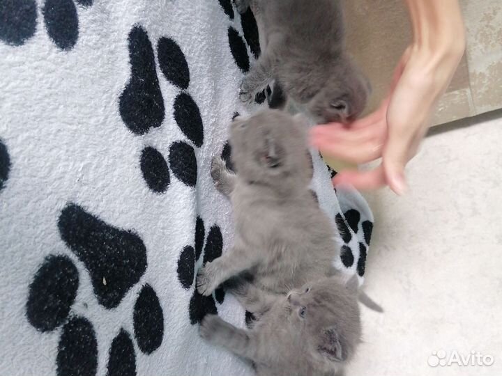 Британская кошка