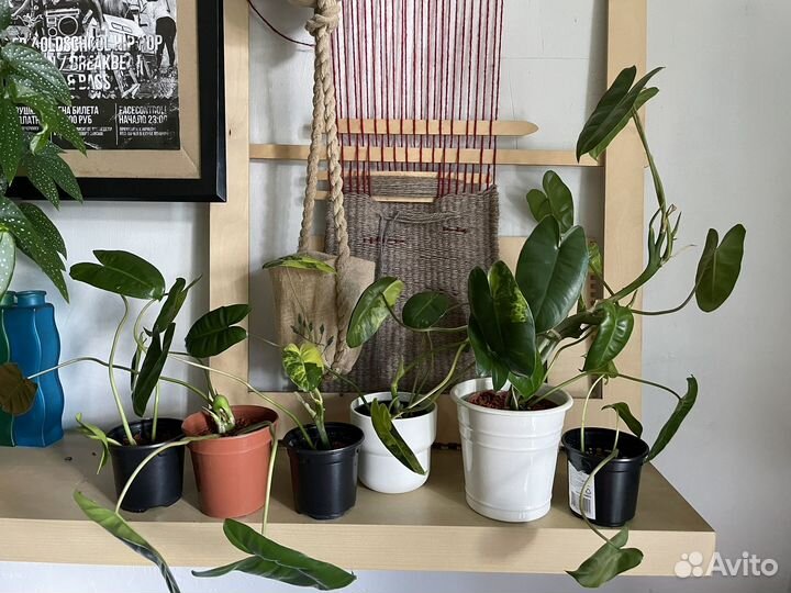 Филодендрон бурле макс вариегатный