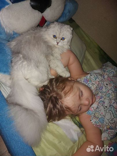 Шотландская вислоухая