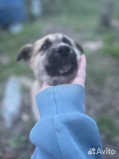 Собака в добрые руки отдам бесплатно