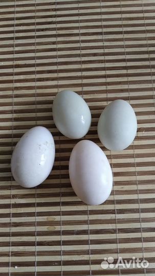 Утиные яйца