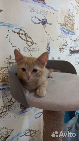 Кошка в дар