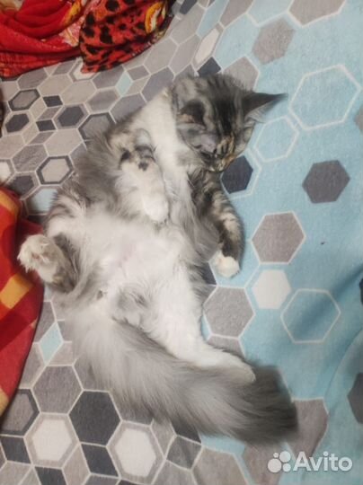 Кошка мейкун