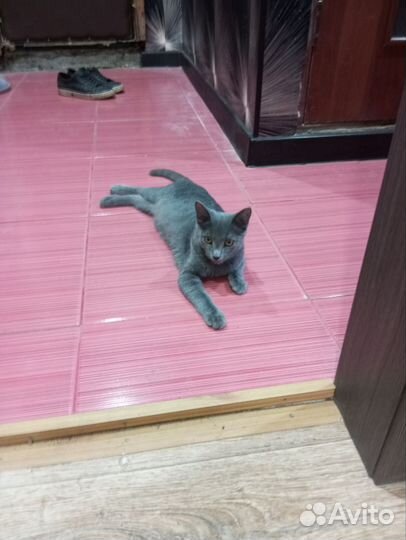 Кошечка в добрые руки
