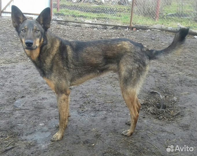 Лопоухий Бантик