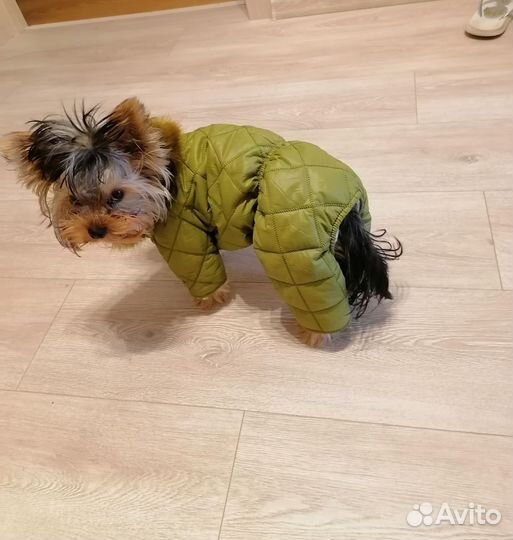 Костюм зимний на йорка