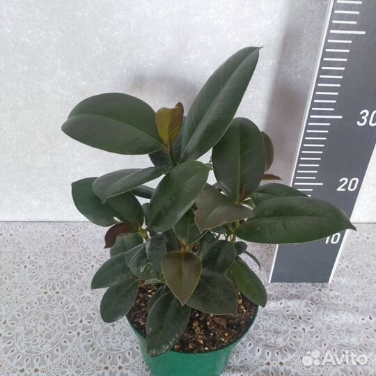 Фикус Робуста