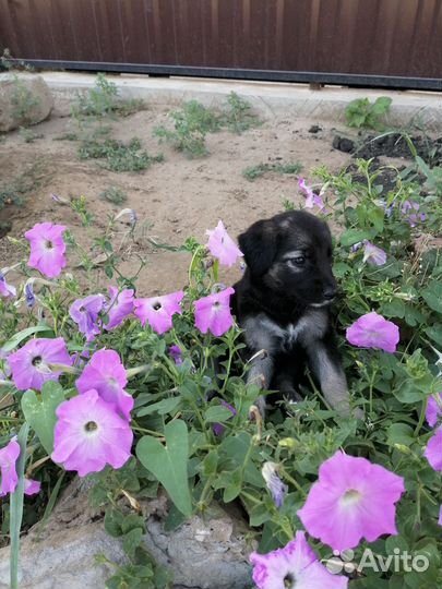 Щенок в добрые руки