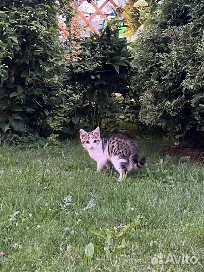 Котенок Мусик