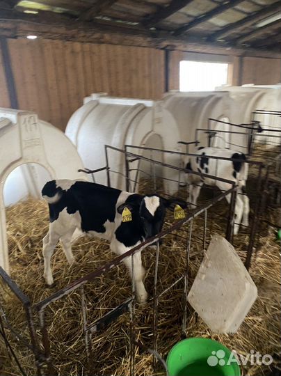 Телята холмогоры. Бычки