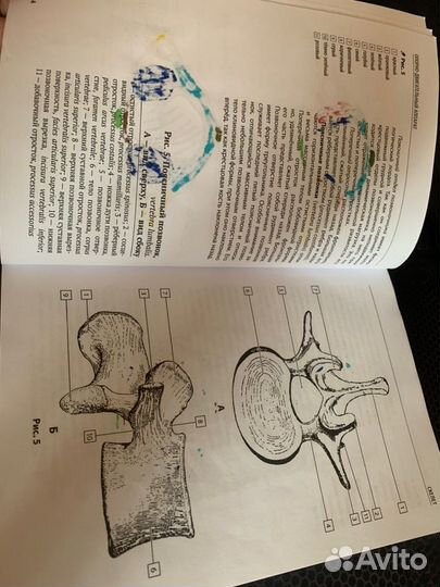 Раскраска анатомия человека