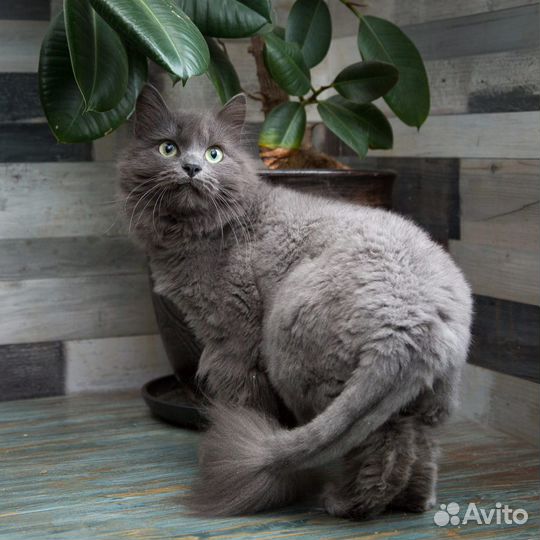 Кошка Марфа в дар, в добрые руки