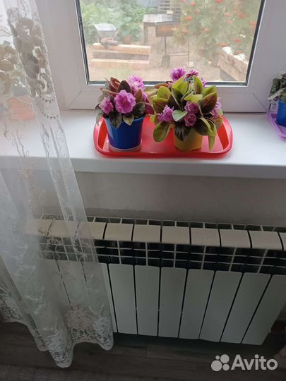 Фиалка махровая розовая