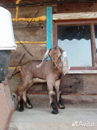 Коза нубийская