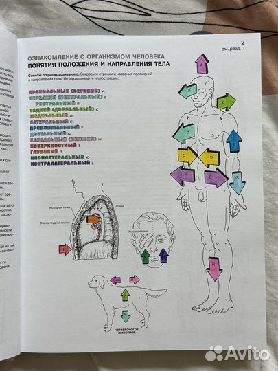 Атлас анатомии человека (раскраска)