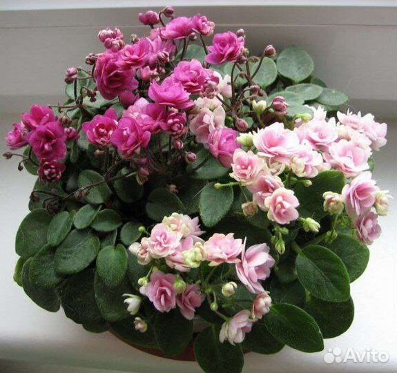 Фиалки сортовые бесплатно