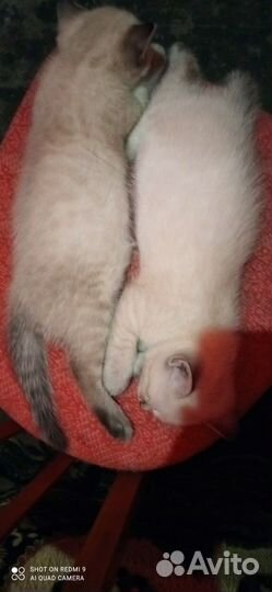 Тайские котята