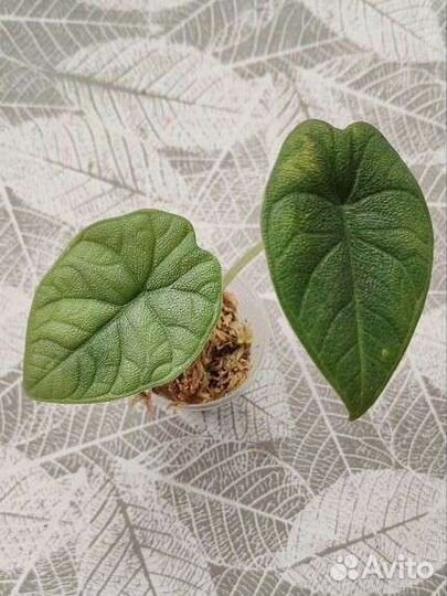 Алоказия мело