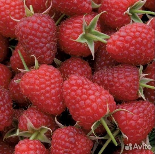 Саженцы ранней ремонтантной малины