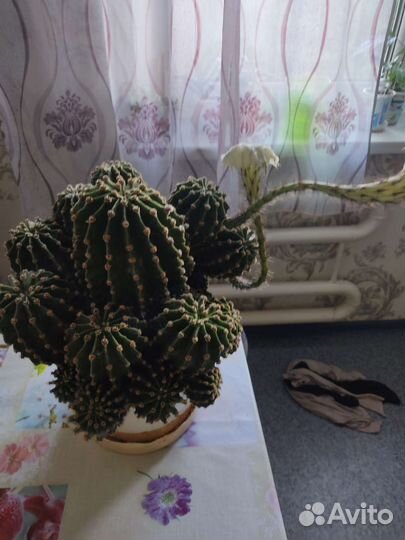 Кактус цветущий с детками