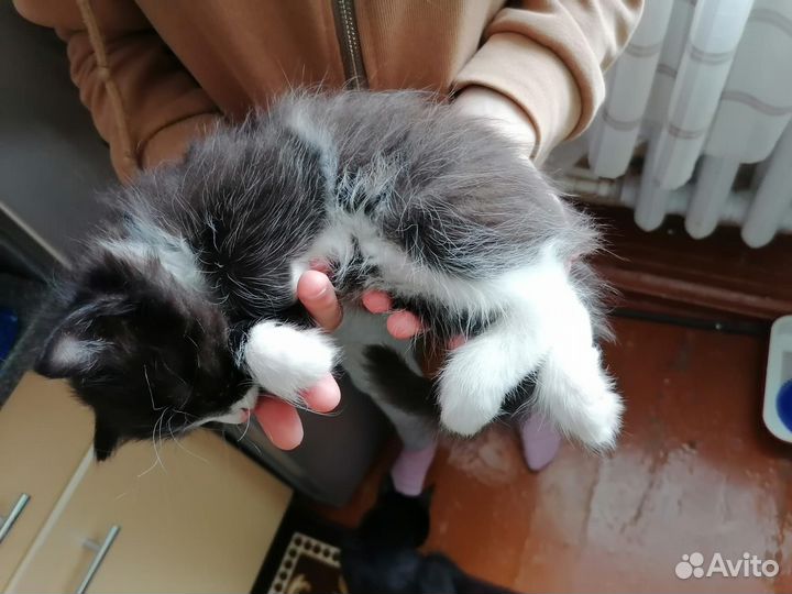 Отдам котят в добрые руки