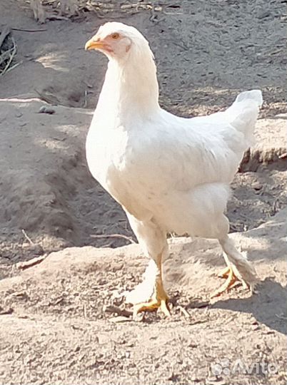 Куры молодки несушки