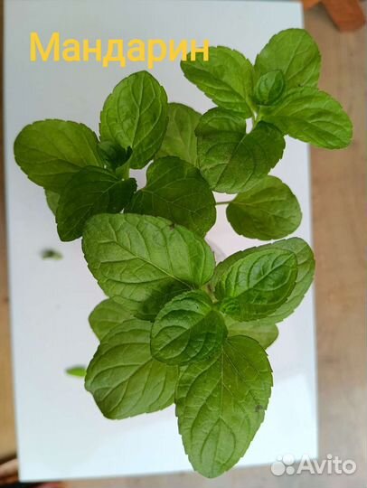 Мята яблочная, ананасная, карамель+ ещё 100 сортов