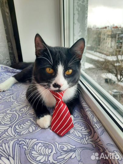 Котик в добрые руки