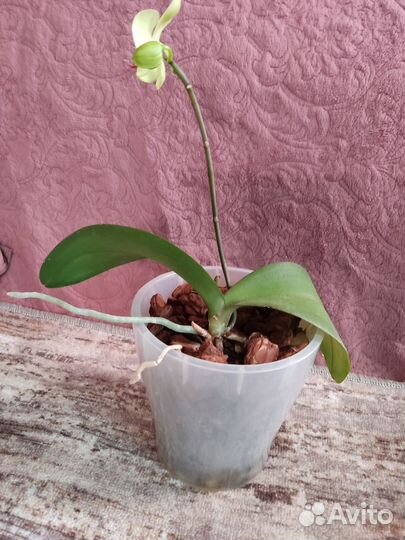Орхидея фаленопсис