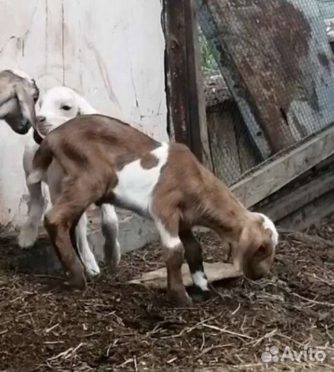 Нубийский козлик