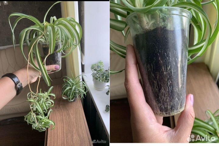 Маранта, хлорофитум, Голден, Пиктус, Марбл Квин