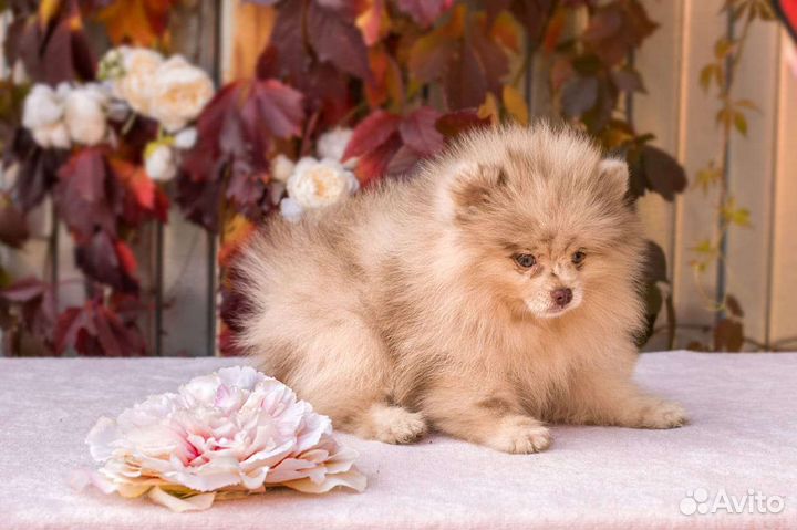 Померанский шпиц мини девочка