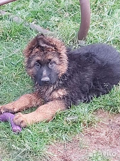 Немецкая длинношерстная овчарка