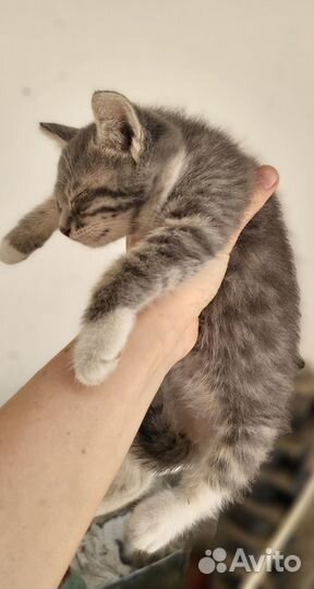 Котята